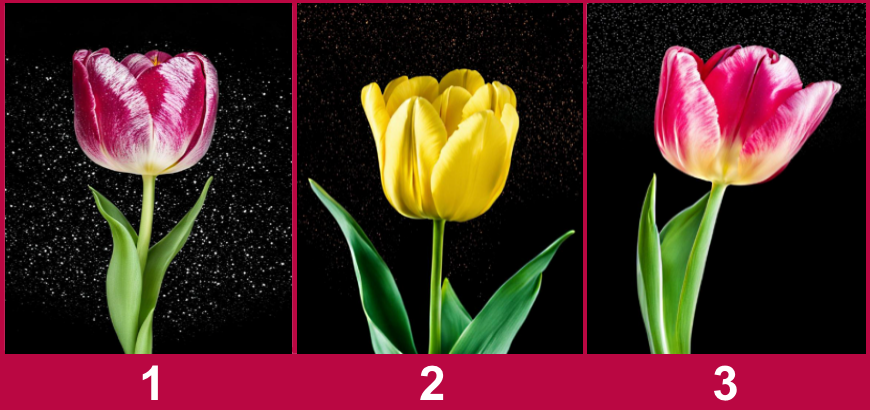 تظهر الصورة ثلاث زهور مذهلة، كل منها ترمز إلى غرضها الفريد. سيحدد اختيارك ما ينتظرك هذا الربيع. دعونا نغوص معًا في عالم العجائب والألغاز المخبأة خلف قطرات الندى الصغيرة والبتلات الرقيقة.